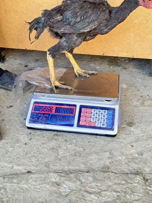 4 oylik joʻja tuxumga kiryapti