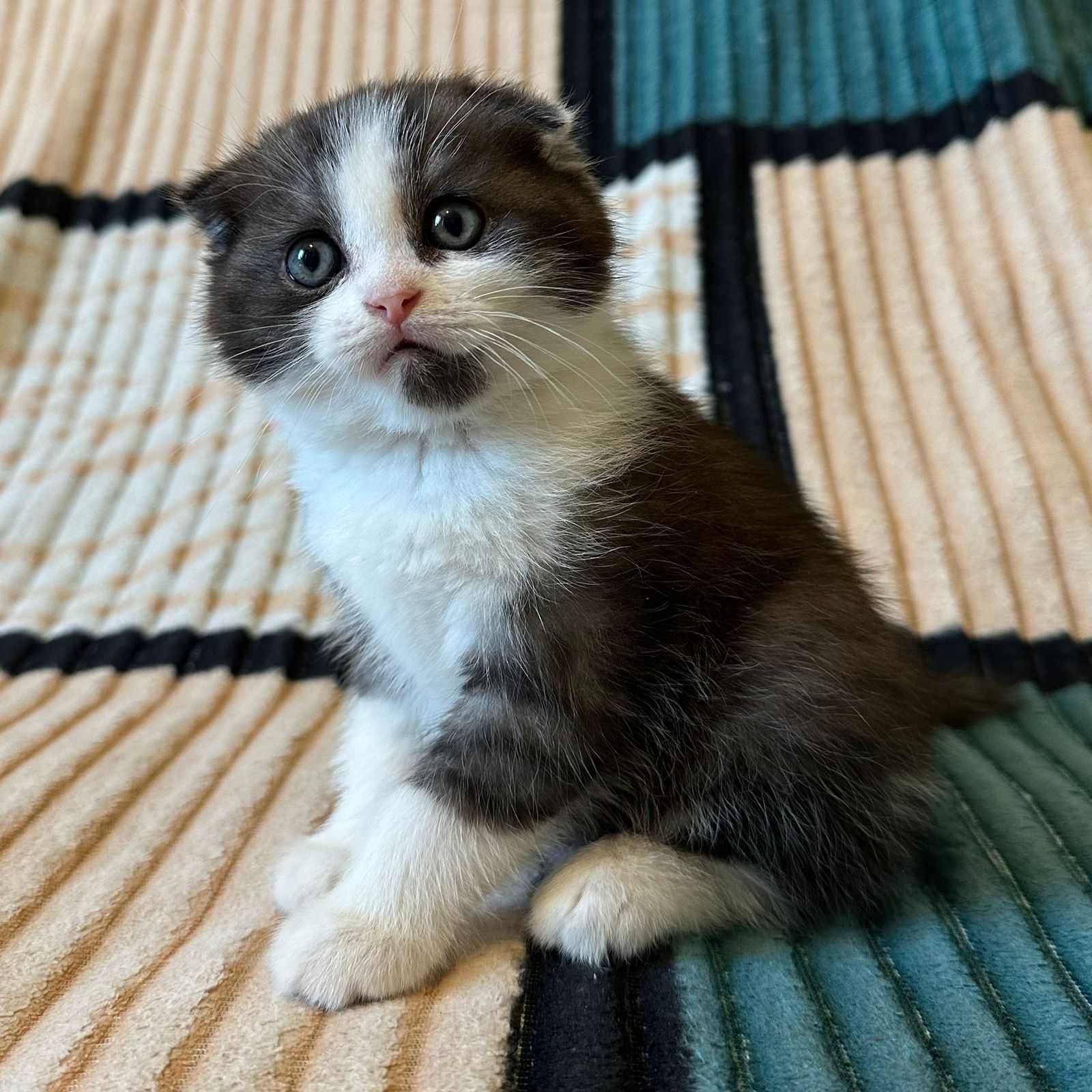 Котята Скоттиш_Фолд и Скоттиш_Страйт