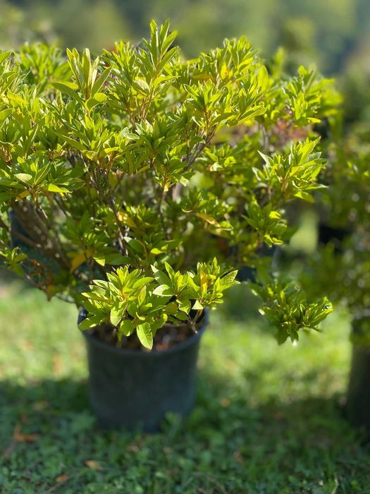 Plante ornamentale deosebite pentru colțuri decorative