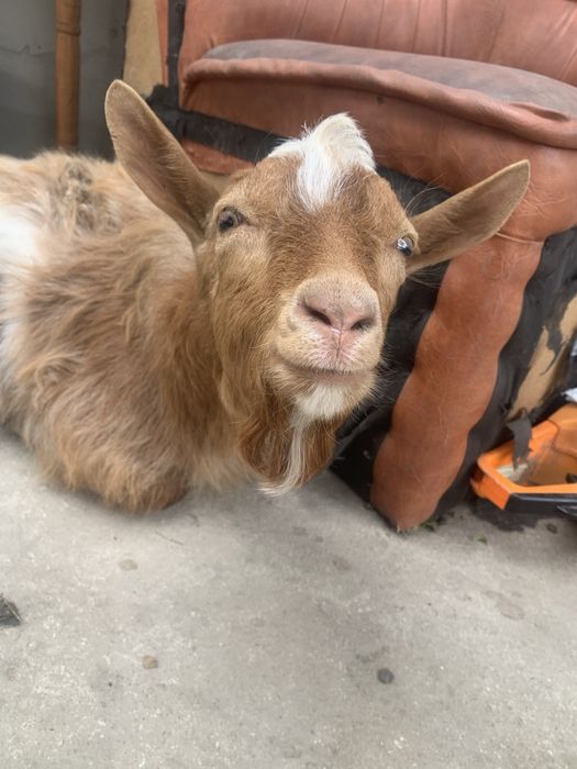 Vand iezi mai multe detalii in privat