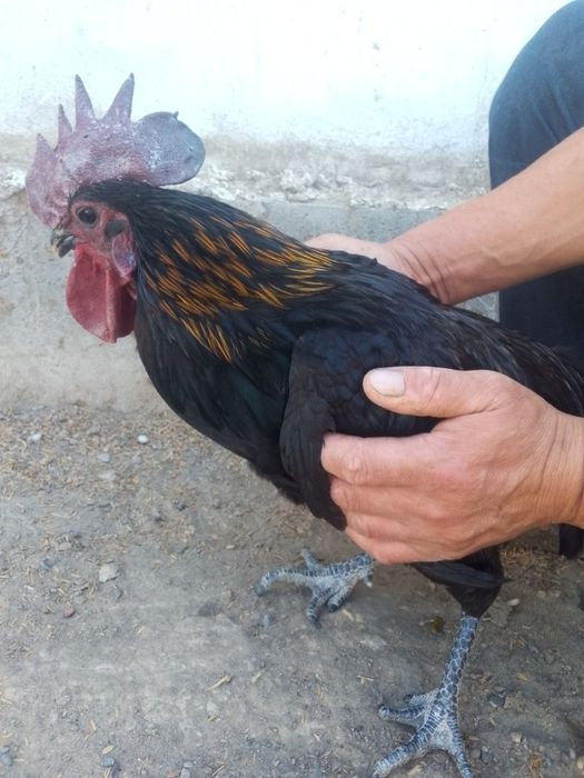 Продам петухов остралоб кора шахзода