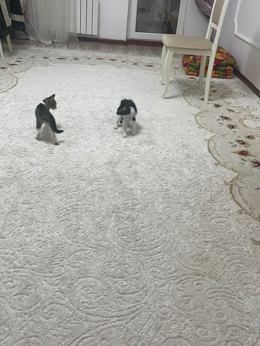 Котята в самые добрые руки