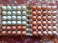 Оплодени Домашни яйца