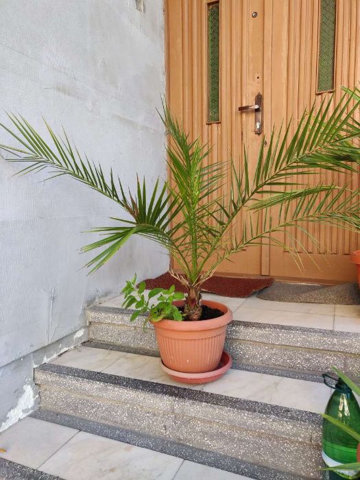 Palmier rar , palmiere - Phoenix Canariensis