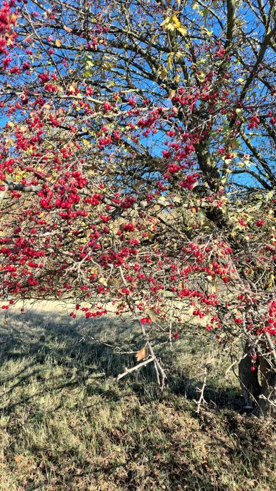 Vând paducel proaspãt