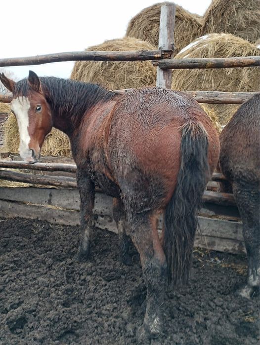Продам лошадей жеребчики