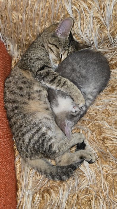 Котетата са Сиво-сребристи със сини очи и Тигрови със златисти очи!