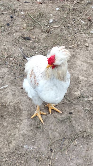 Vând cocoșei americani și cocoși mari de anul acesta