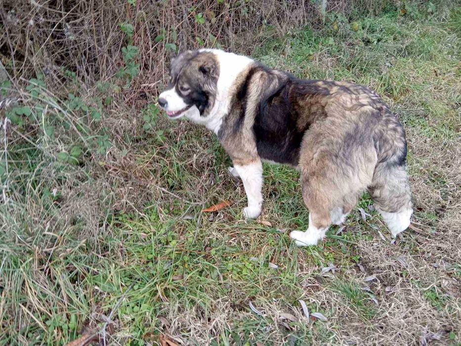 Подарявам женско българско овчарско куче
