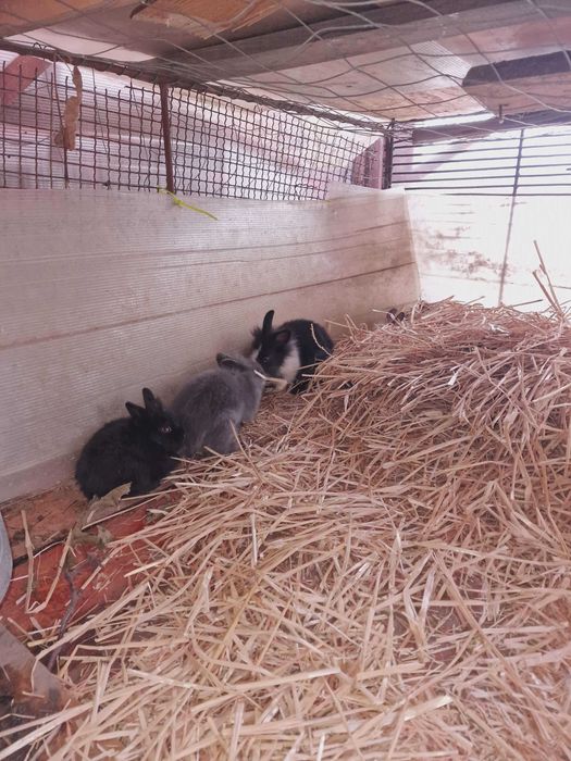 Iepurași pitici 3-4 luni – 40 lei – Dudeștii Noi