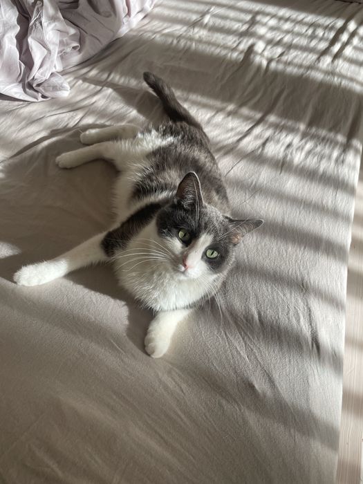 Ищу дом для кота