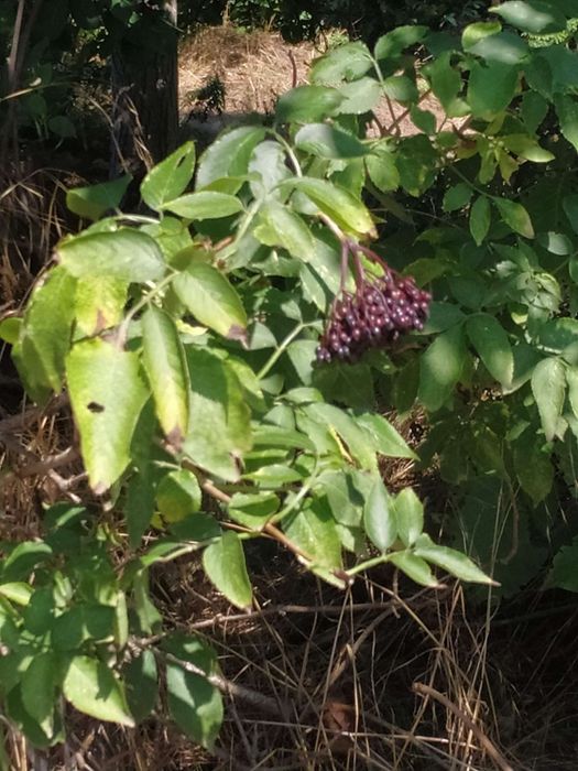 Комплект от 3 бр сладко от черен бъз за 24 лв