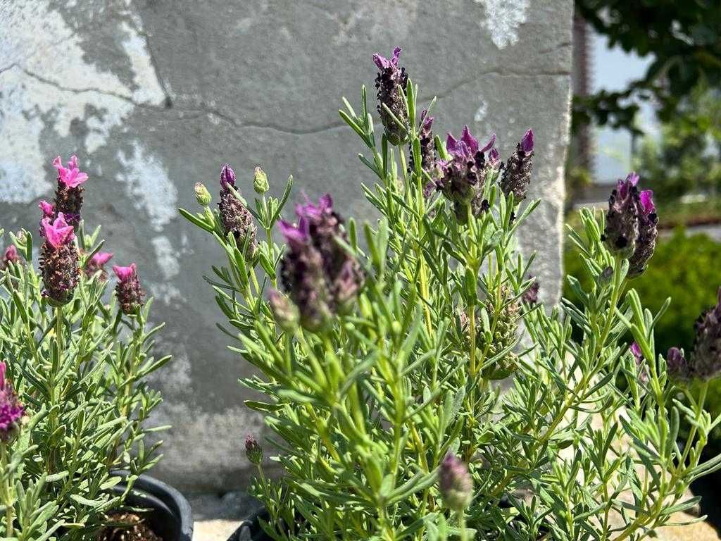 PROMO: Lavanda - diverse varietati, transport prin curier!