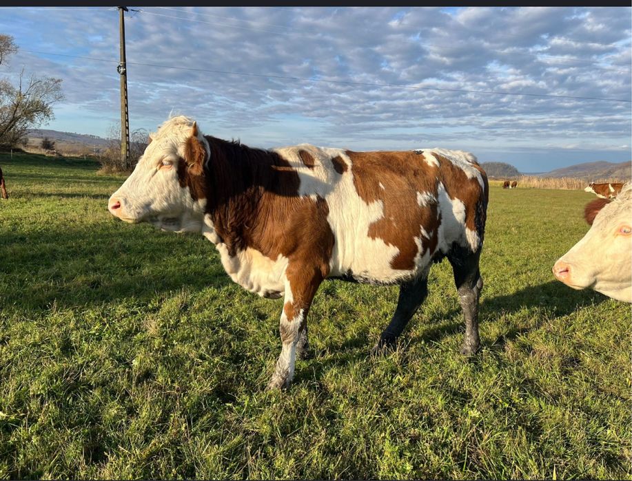 Vand vaci calitative‼️