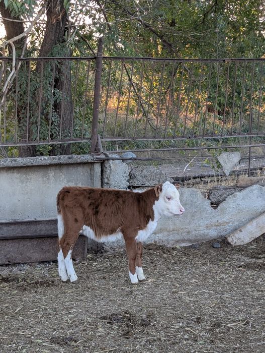 Телочка 3 месяца