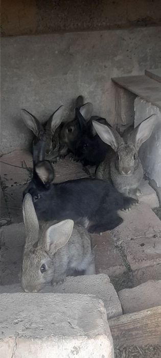 Куён боллалари сотилади