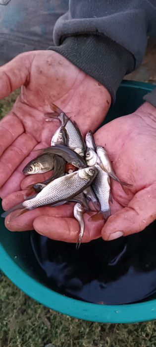 Puiet Cteno vara a 1 a