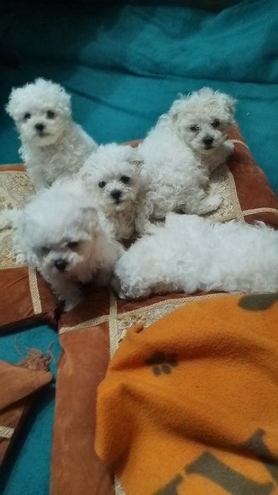 Bisoni drăguți și iubitori