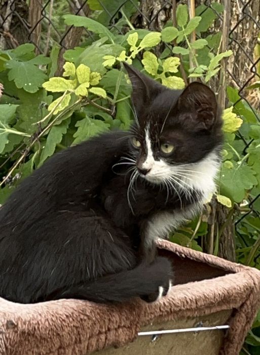 Spre adoptie doi pisicuti cuminti