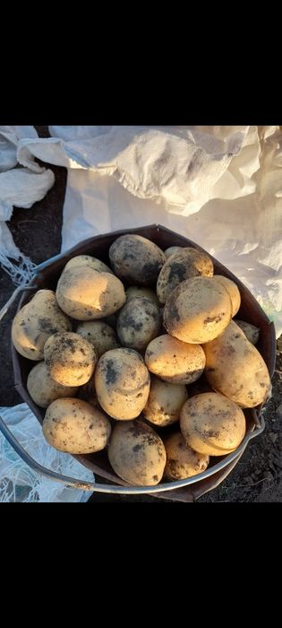 Продаётся картофель отличного качества