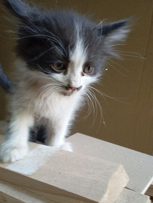 Отдам котенка мальчик