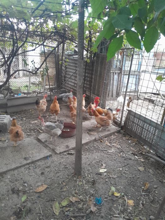 Găini și pui de vânzare.