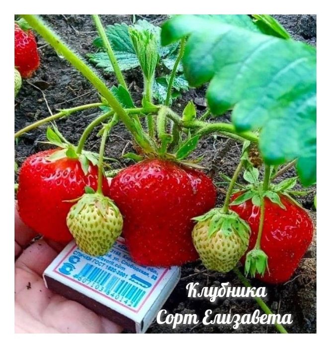В продаже рассада клубники