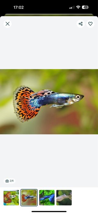 Gupi Гупи baliq akvarium