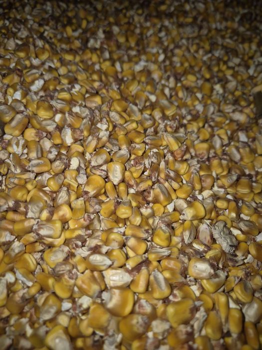 Vând porumb boabe