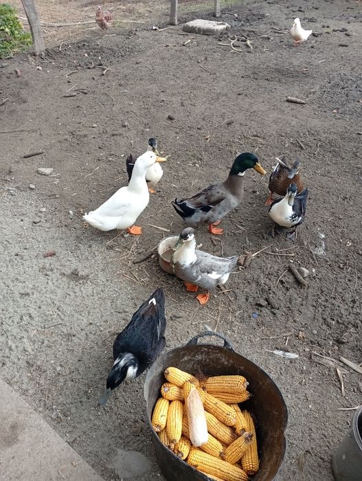 Vand 5 rate și un rățoi, 100 de lei bucata sau schimb cu puicuțe!