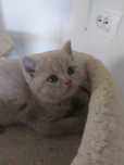 Pisici britisch shorthair
