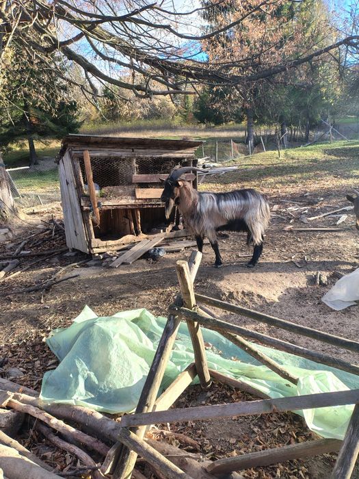 Țap Alpin francez, Vârsta 2 ani