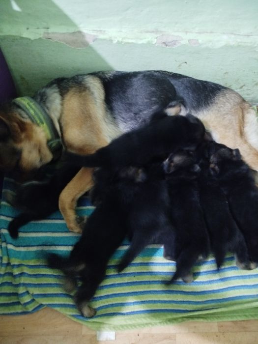 Продам овчарки мальчики 20000 . Одна девочка