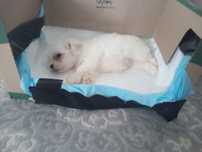 Bichon maltez miny toy