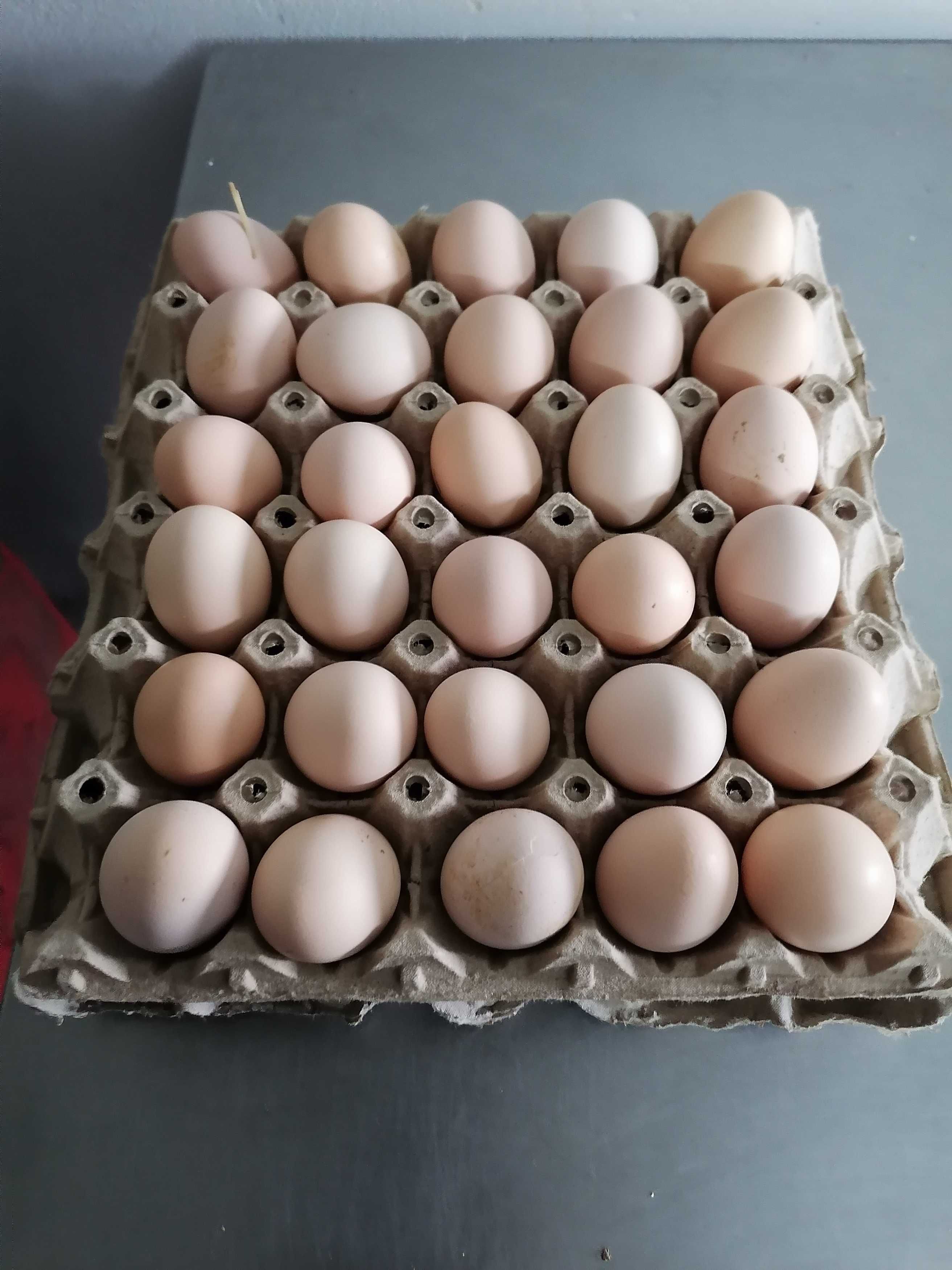 Ouă de vânzare de la găini fericite
