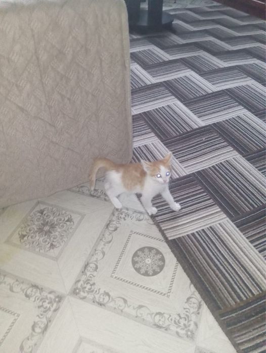 Котенок  ищет дом
