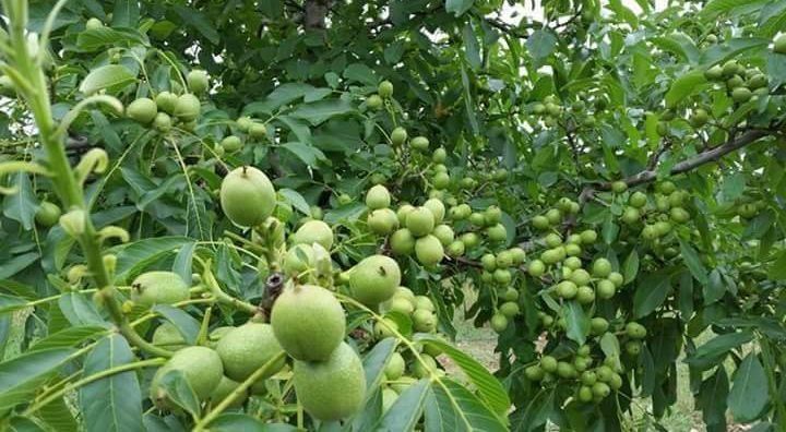 Barcha mevali daraxt kuchatlarimiz bor sortiga qonuniy kafolat berilad