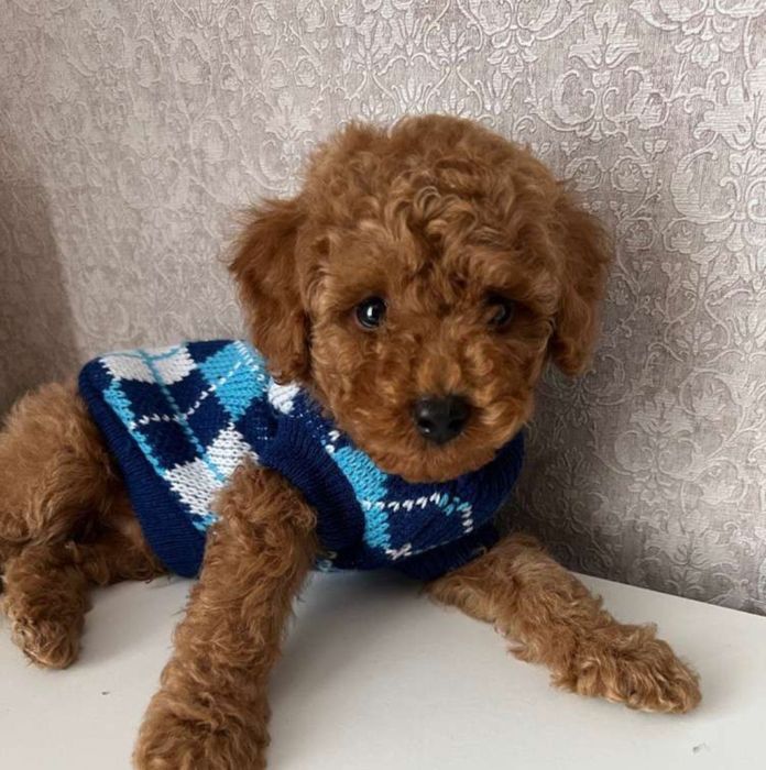 Мальтипу Ф_1 Мальчики шикарные