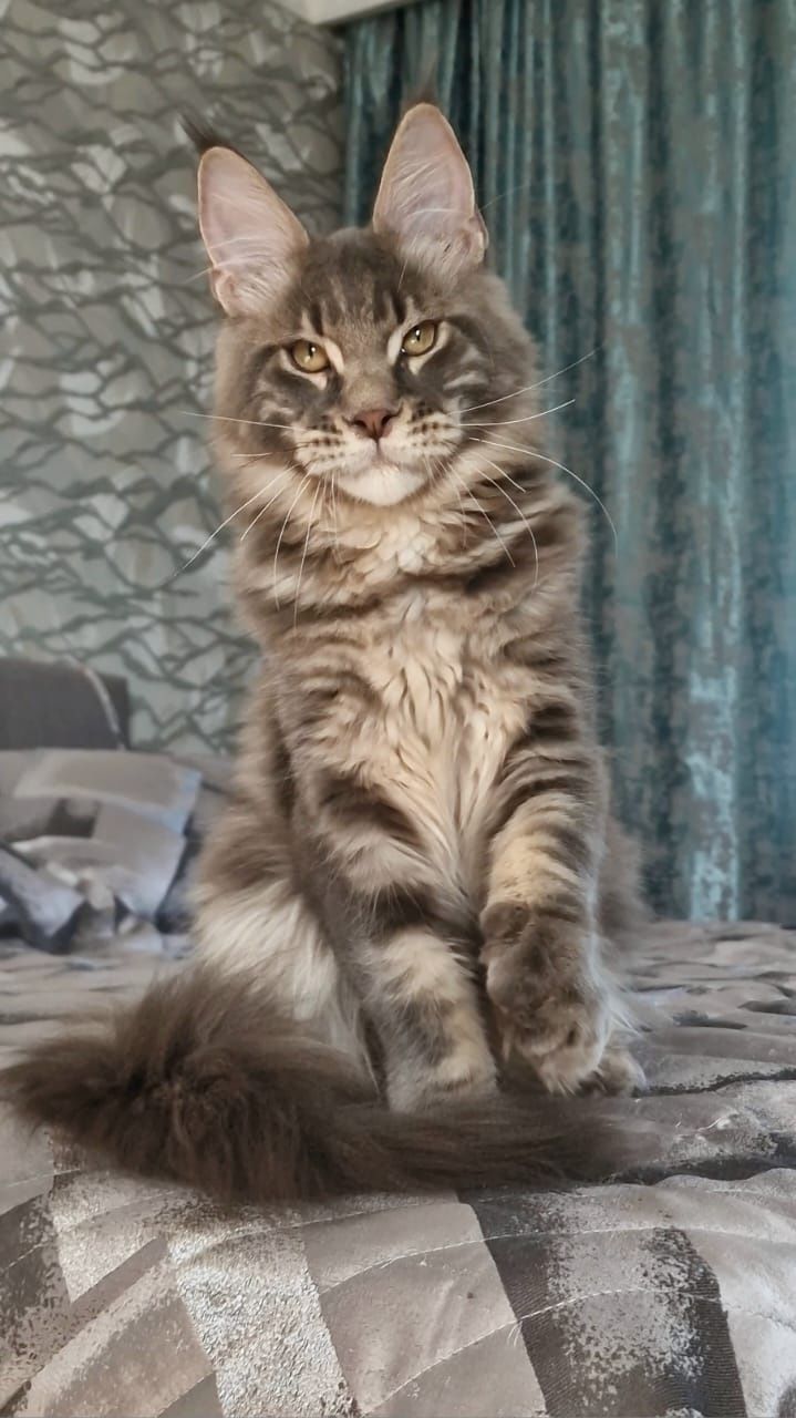 Котёнок Мейн-Кун