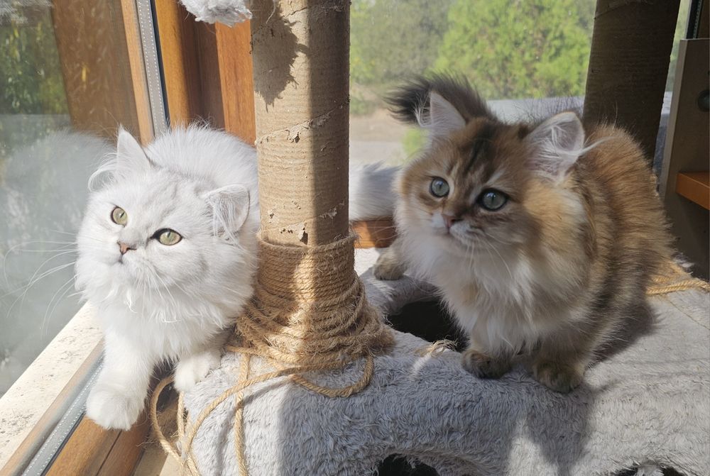 Дългокосмести котенца