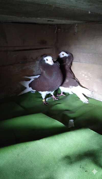 Porunbei de vânzare 200 lei sau schimb pe jucători de BT