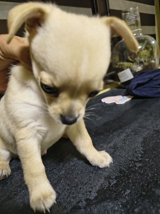 Мини чихуахуа продавам