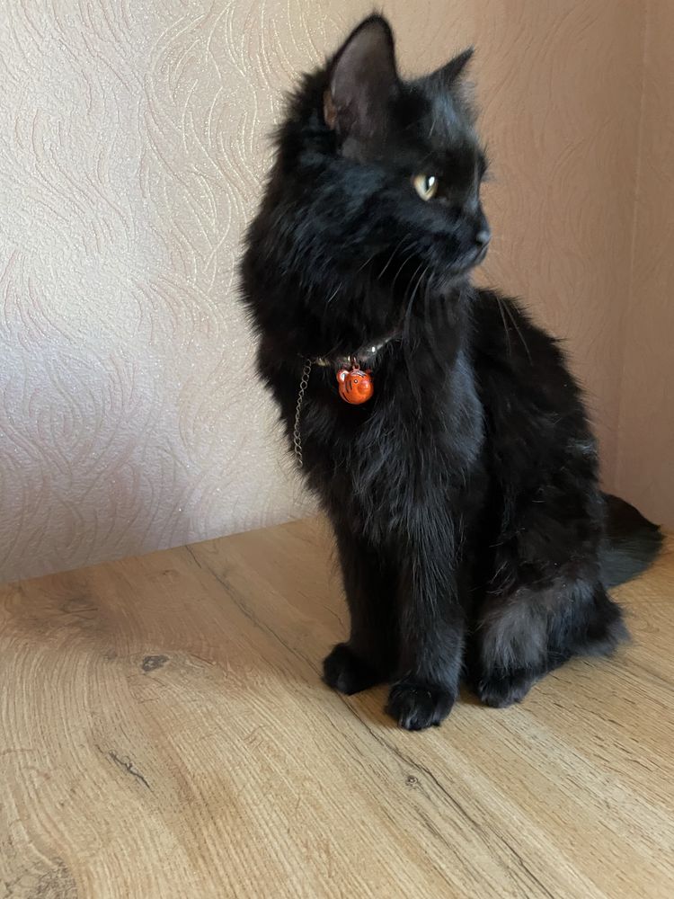 Кошка стерелизованная