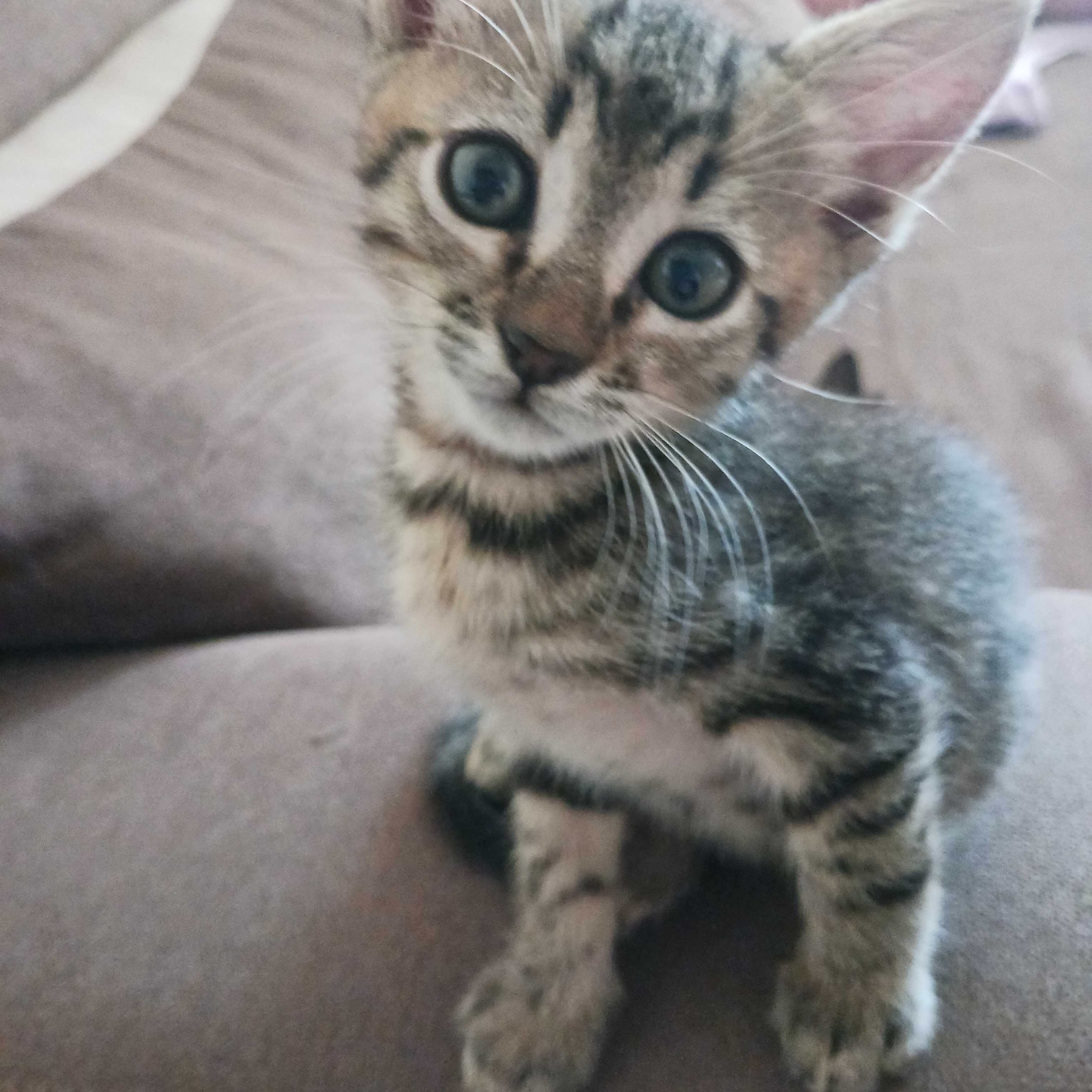 Коте търси дом/ подарявам коте