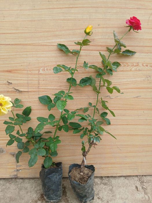 Гуллар тувакда сотилади