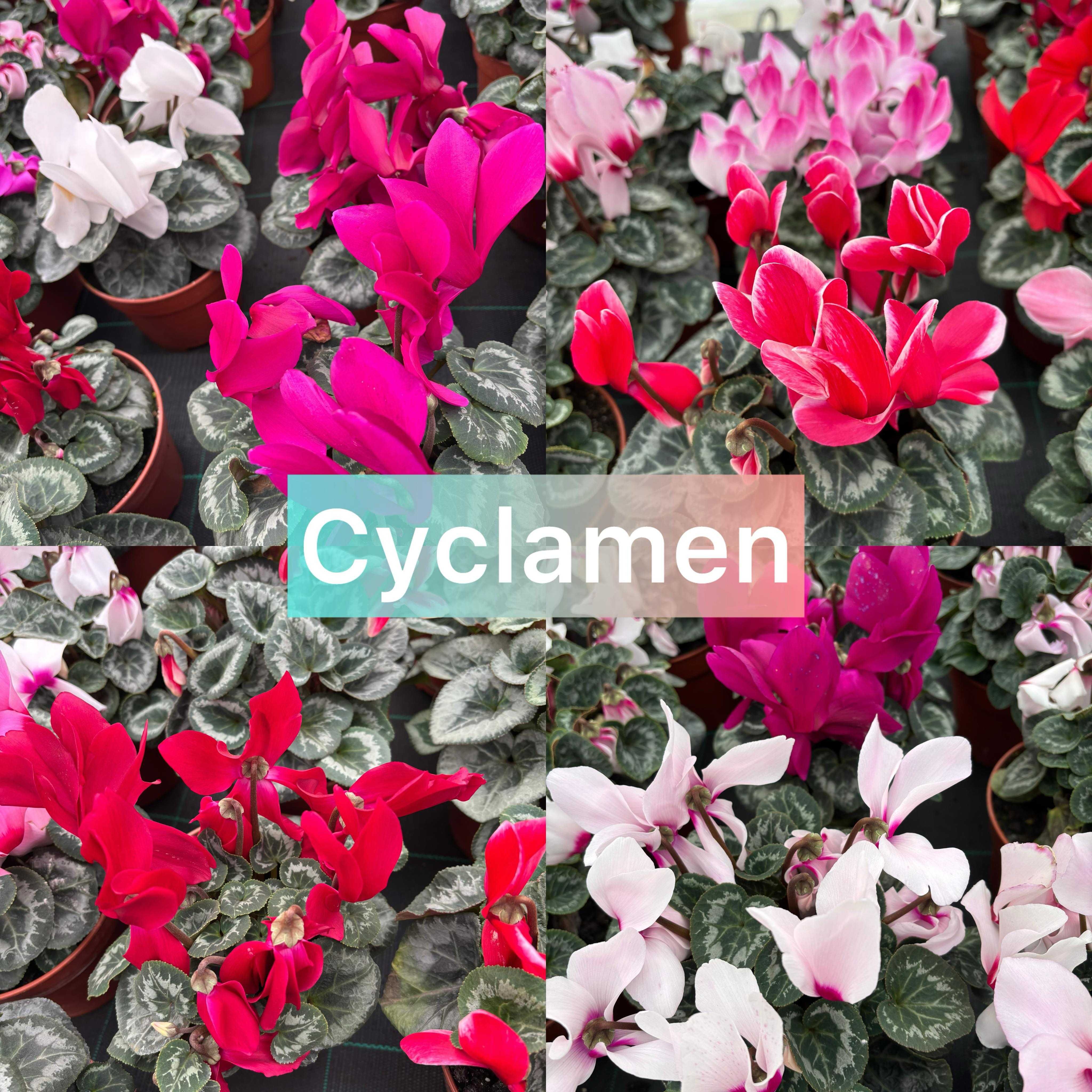 Zambile, Lalele, Cyclamen, Primule, Garofite, Bujori de munte, Muscate