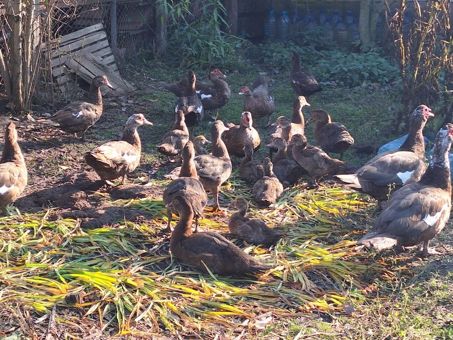 Vând rațe leșești mute