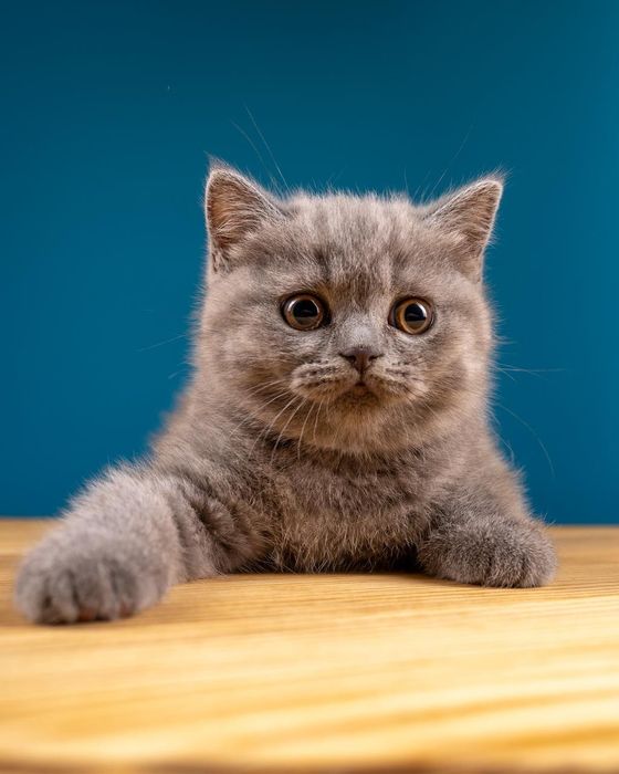 Британские котята голубого окраса