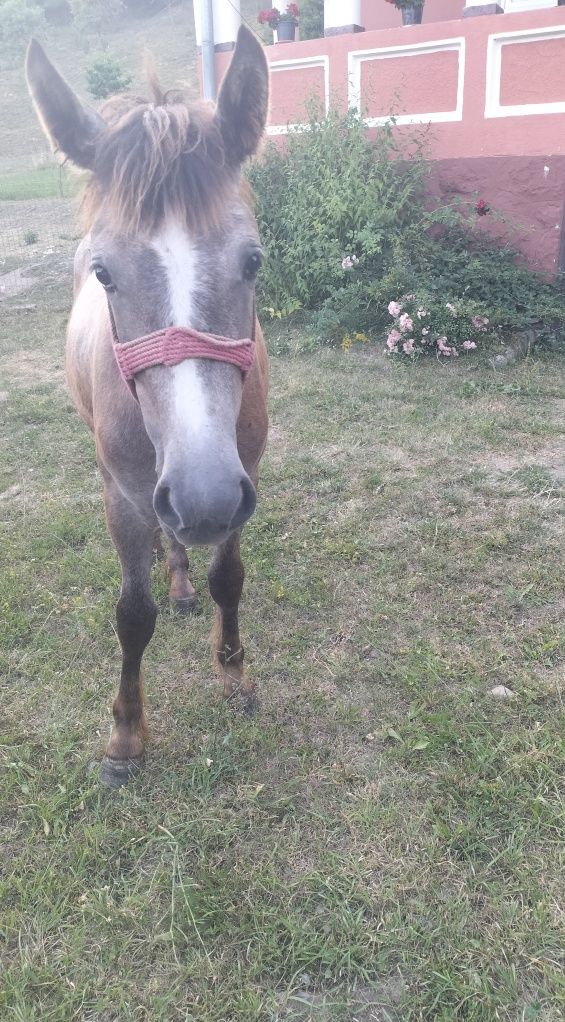 Mânză in vârstă de 1 an și 1 luna