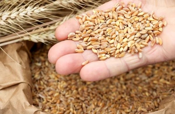 Бугдой..Олий Навли оппок бугдой сотилади